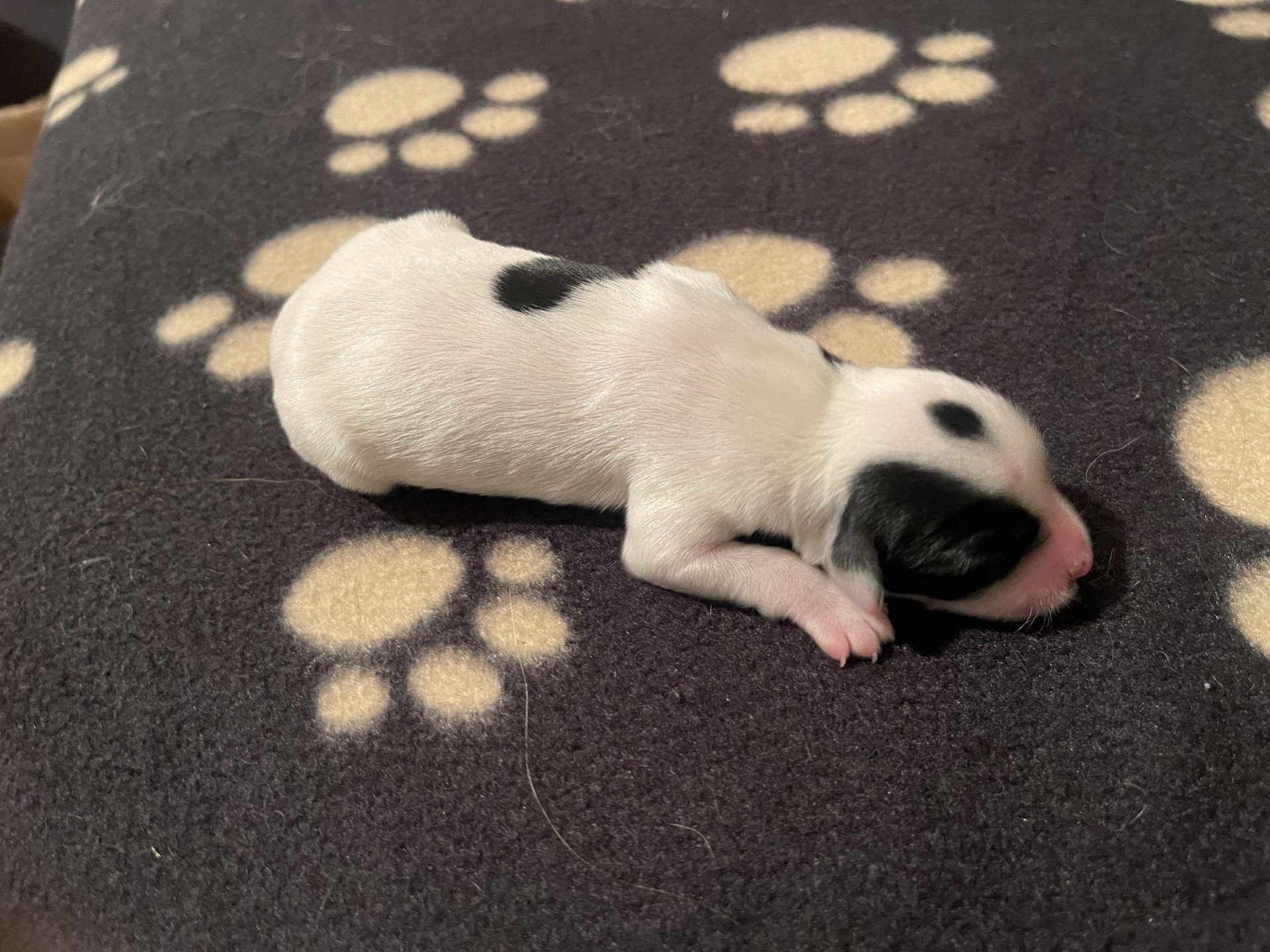 chiot Terrier tibetain 1 Le Terrier Des Fripouilles