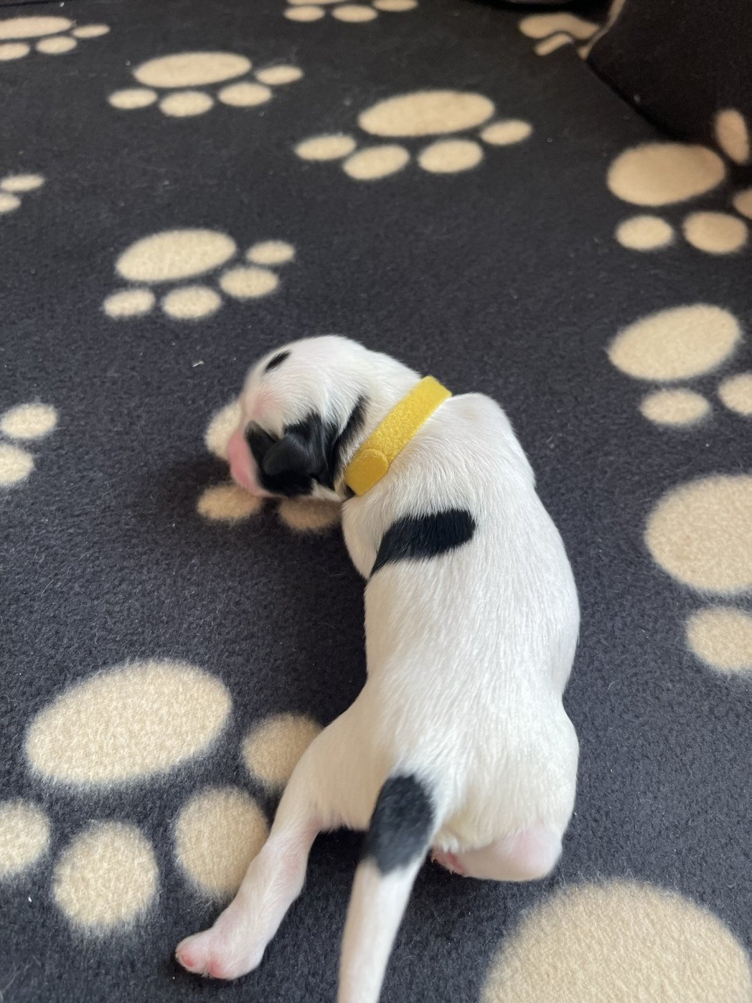 chiot Terrier tibetain Jaune Le Terrier Des Fripouilles