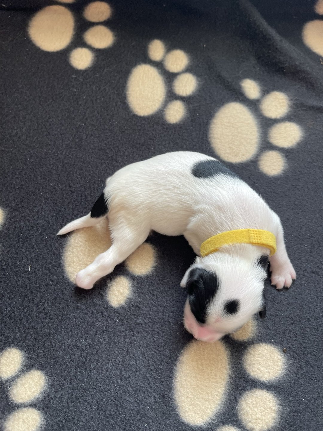 chiot Terrier tibetain Jaune Le Terrier Des Fripouilles