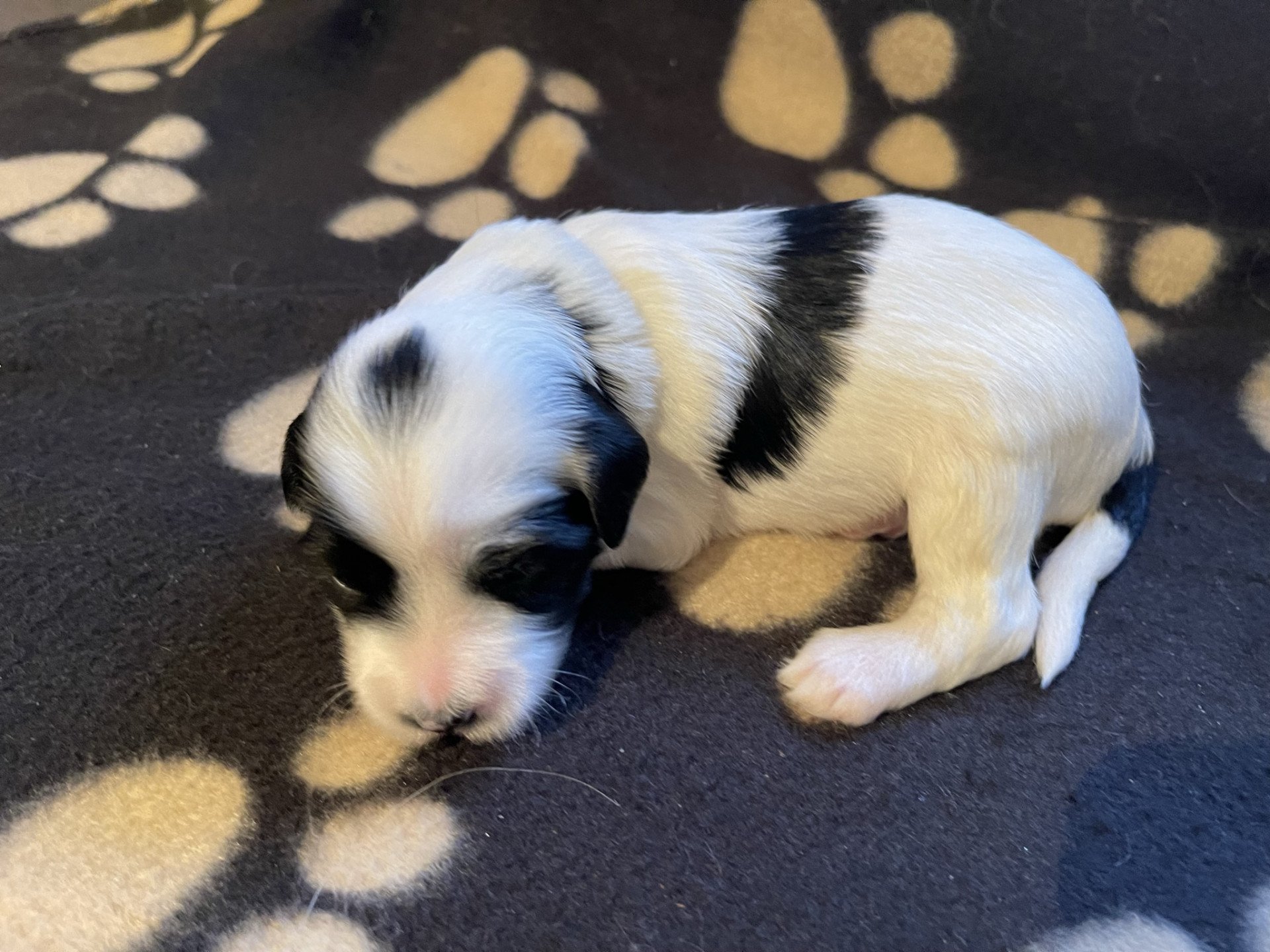 chiot Terrier tibetain Jaune Le Terrier Des Fripouilles