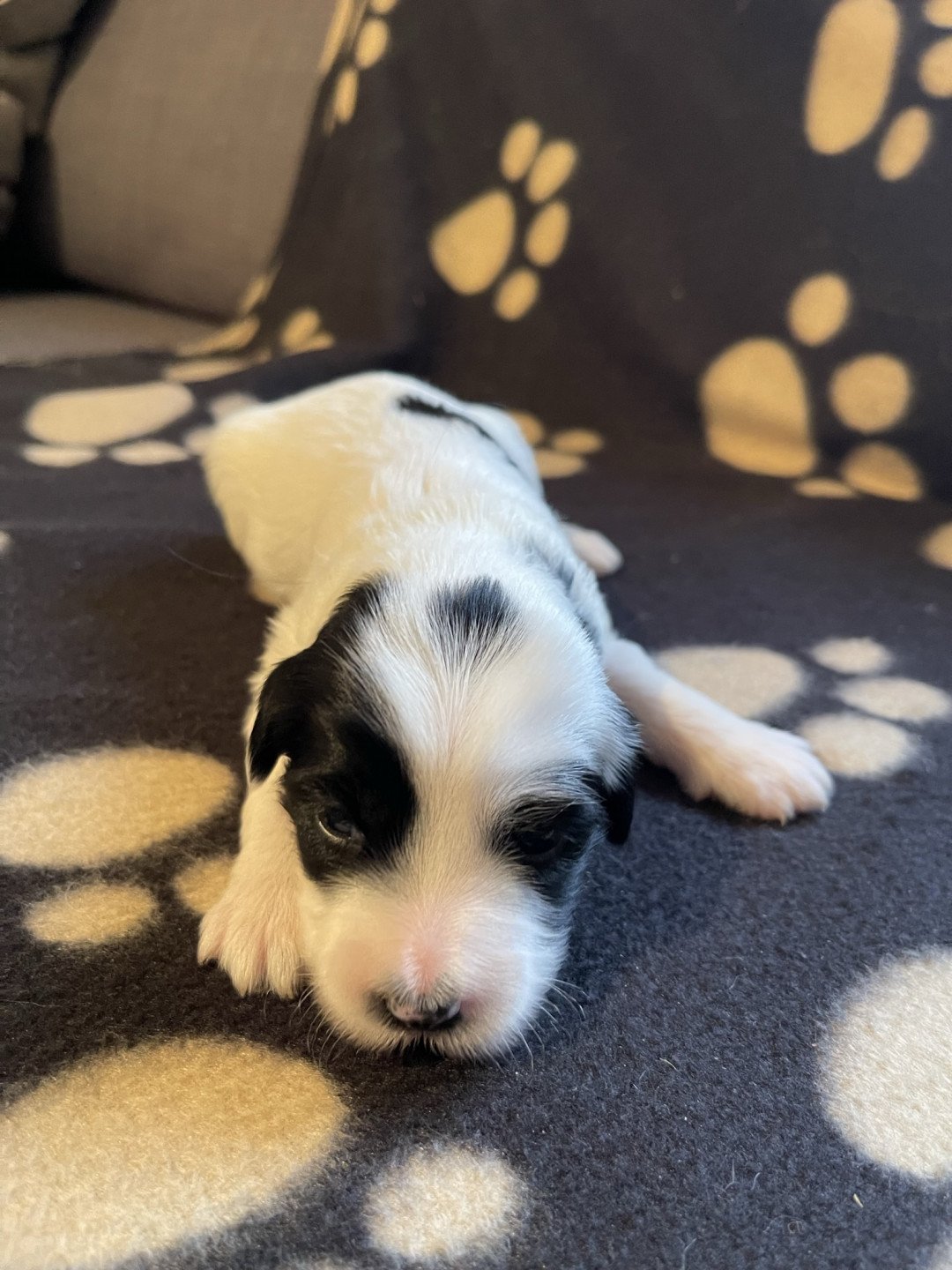 chiot Terrier tibetain Jaune Le Terrier Des Fripouilles