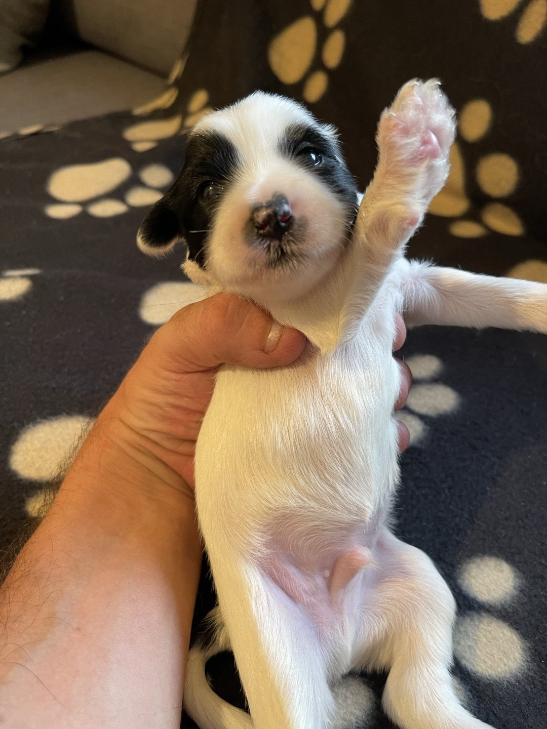 chiot Terrier tibetain Jaune Le Terrier Des Fripouilles