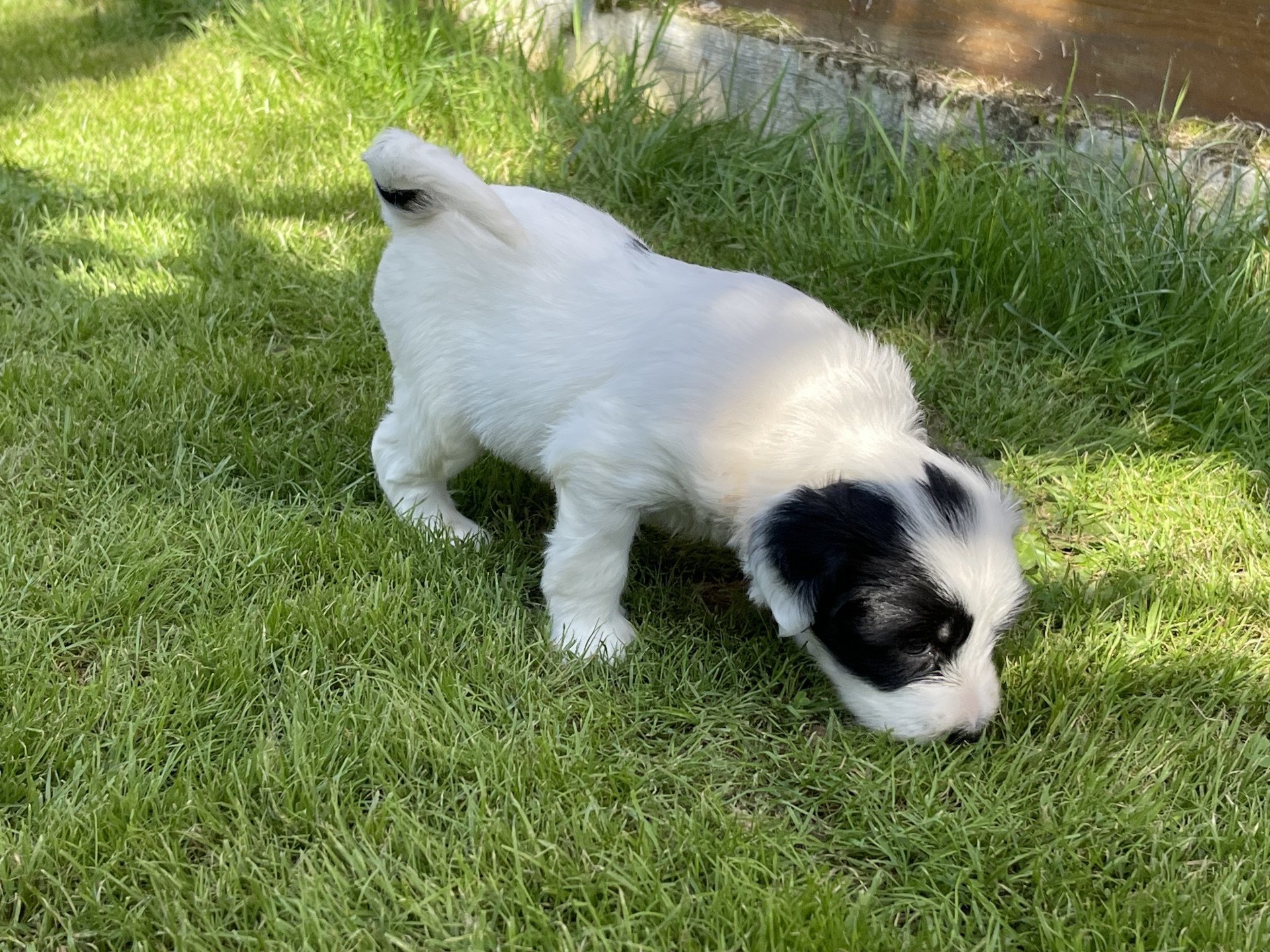 chiot Terrier tibetain Malo (Jaune) Le Terrier Des Fripouilles