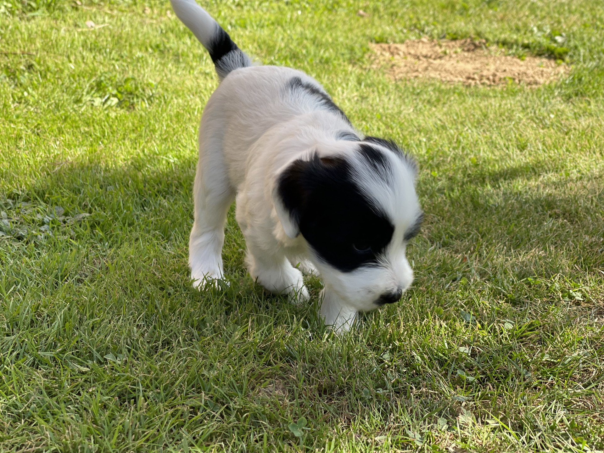 chiot Terrier tibetain Malo (Jaune) Le Terrier Des Fripouilles