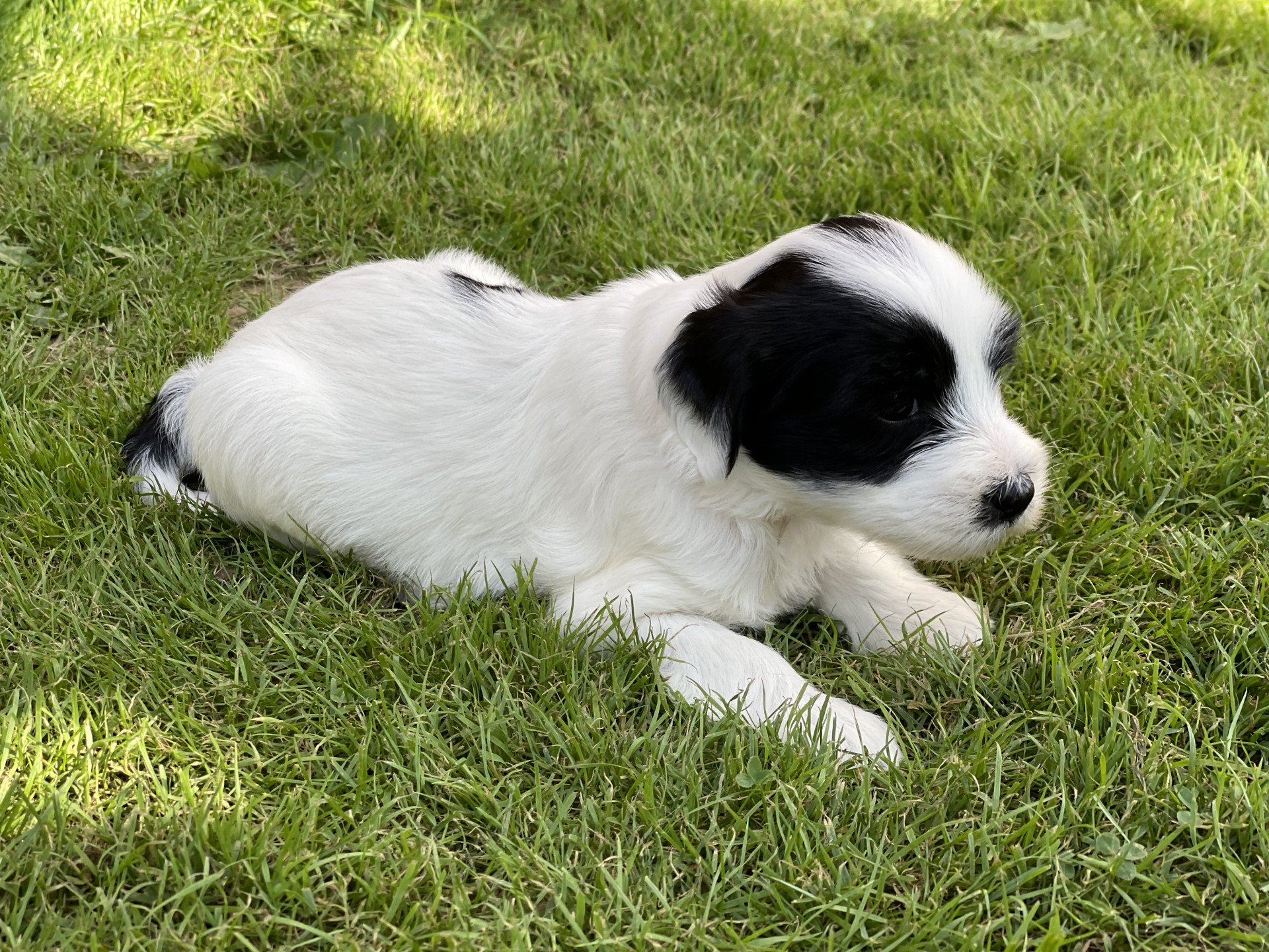 chiot Terrier tibetain Malo (Jaune) Le Terrier Des Fripouilles