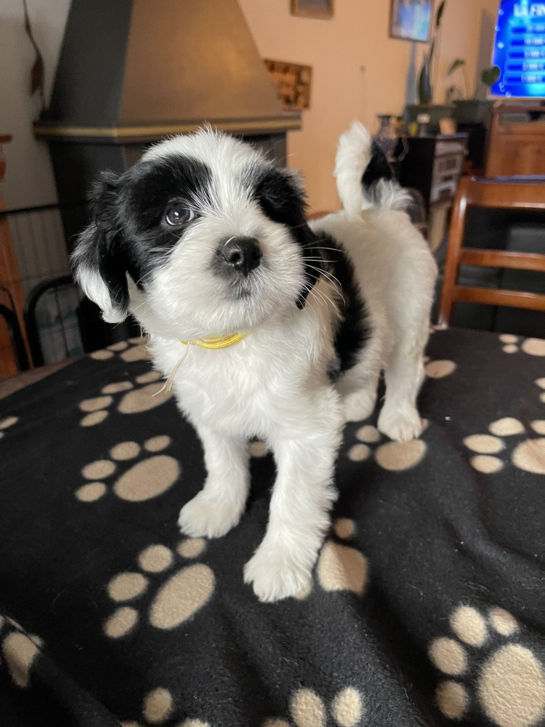 chiot Terrier tibetain Malo (Jaune) Le Terrier Des Fripouilles
