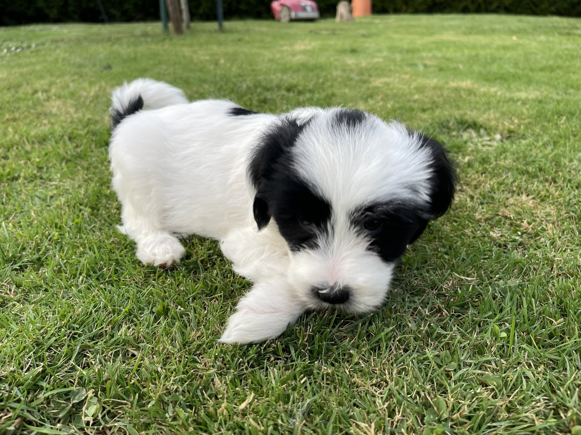 chiot Terrier tibetain Malo (Jaune) Le Terrier Des Fripouilles