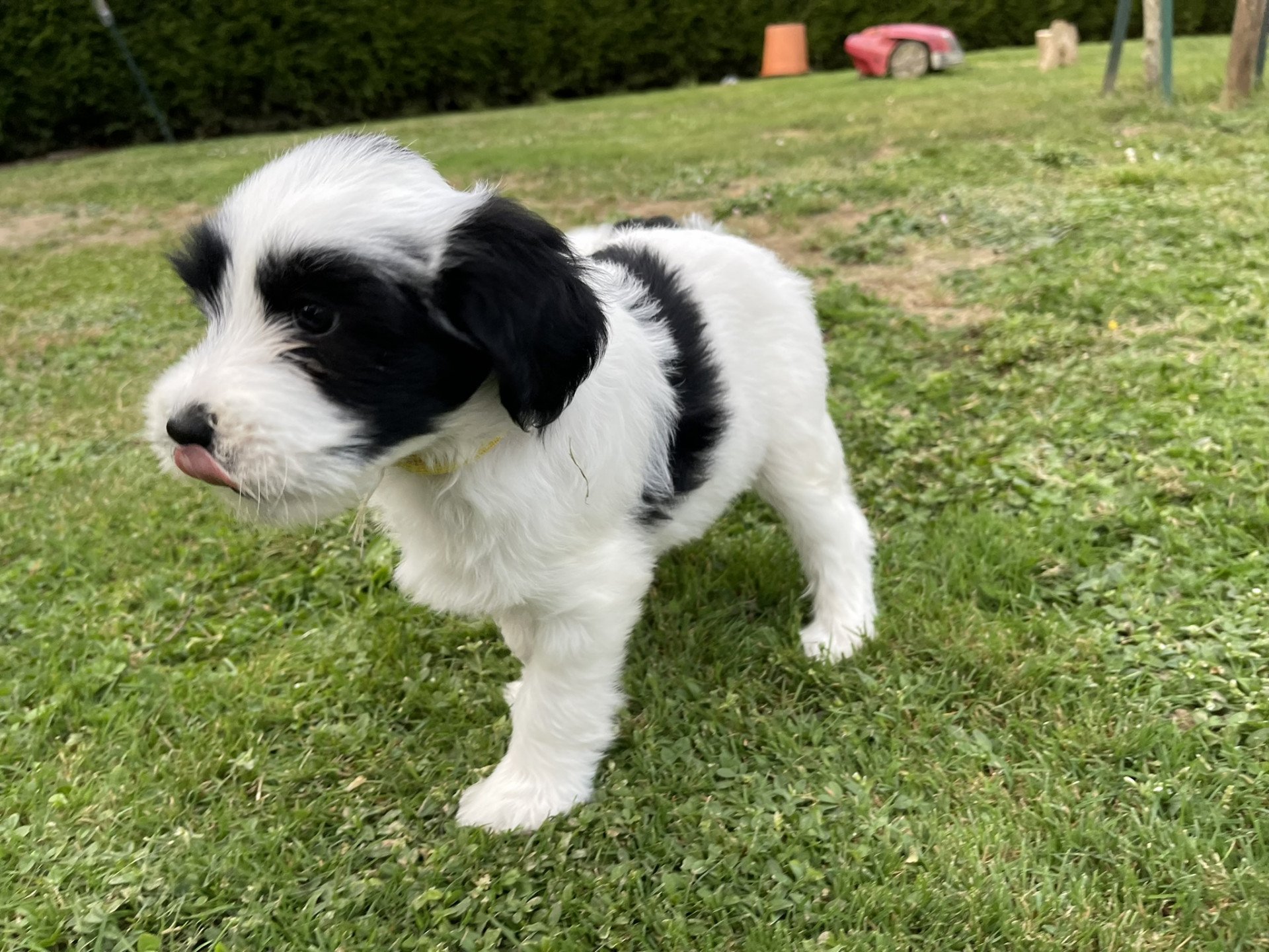 chiot Terrier tibetain Malo (Jaune) Le Terrier Des Fripouilles