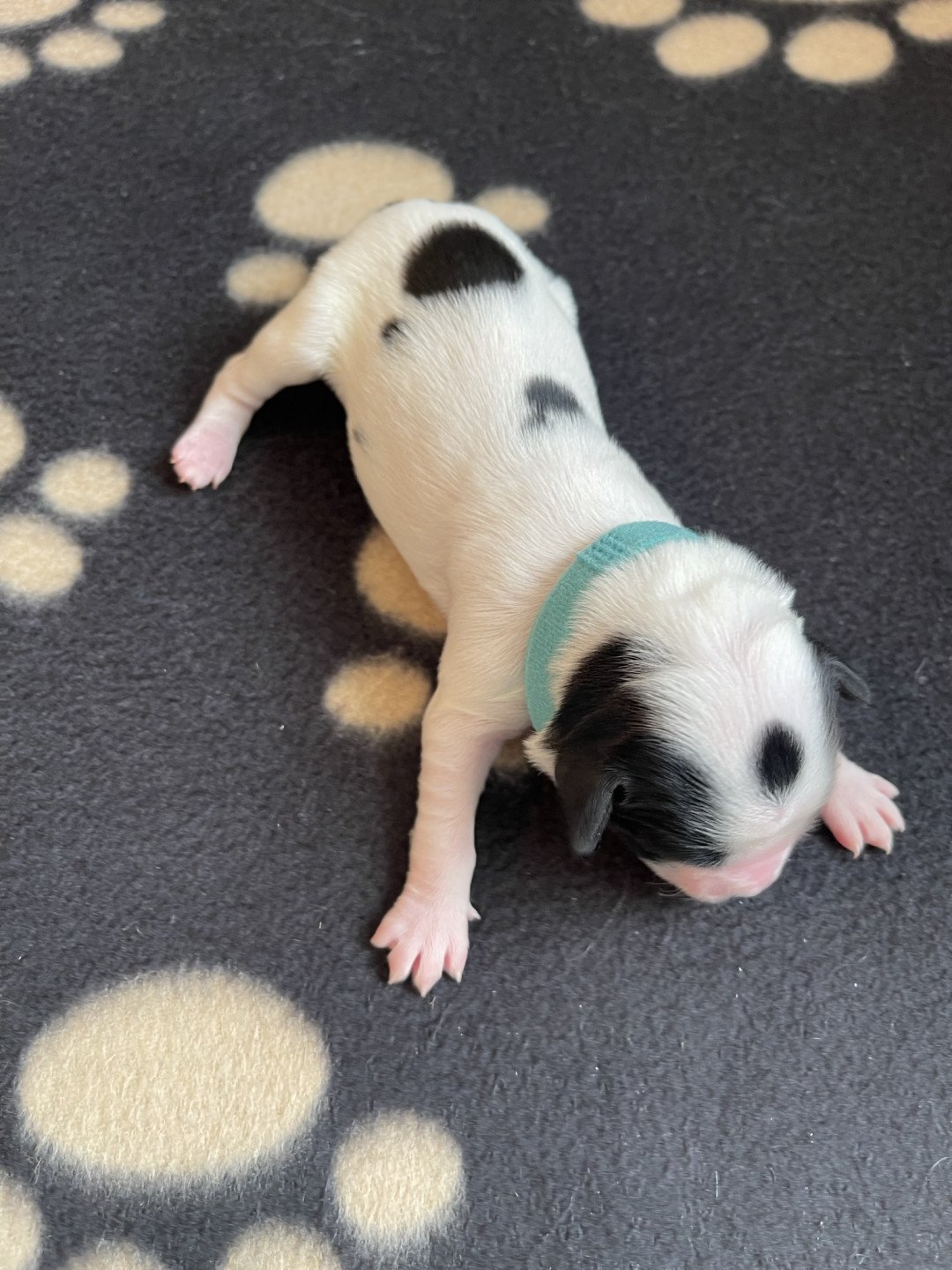 chiot Terrier tibetain Bleu Le Terrier Des Fripouilles