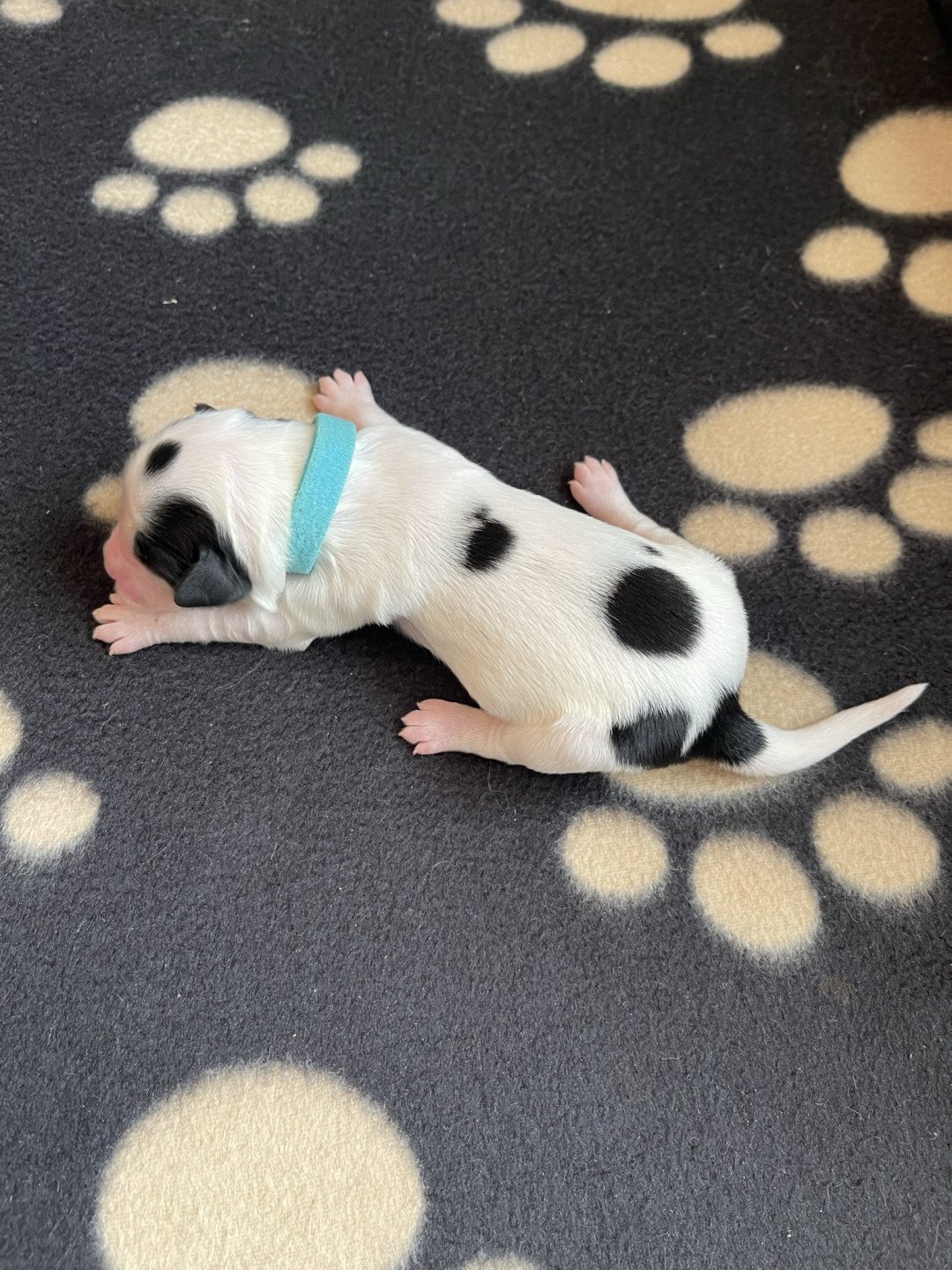 chiot Terrier tibetain Bleu Le Terrier Des Fripouilles