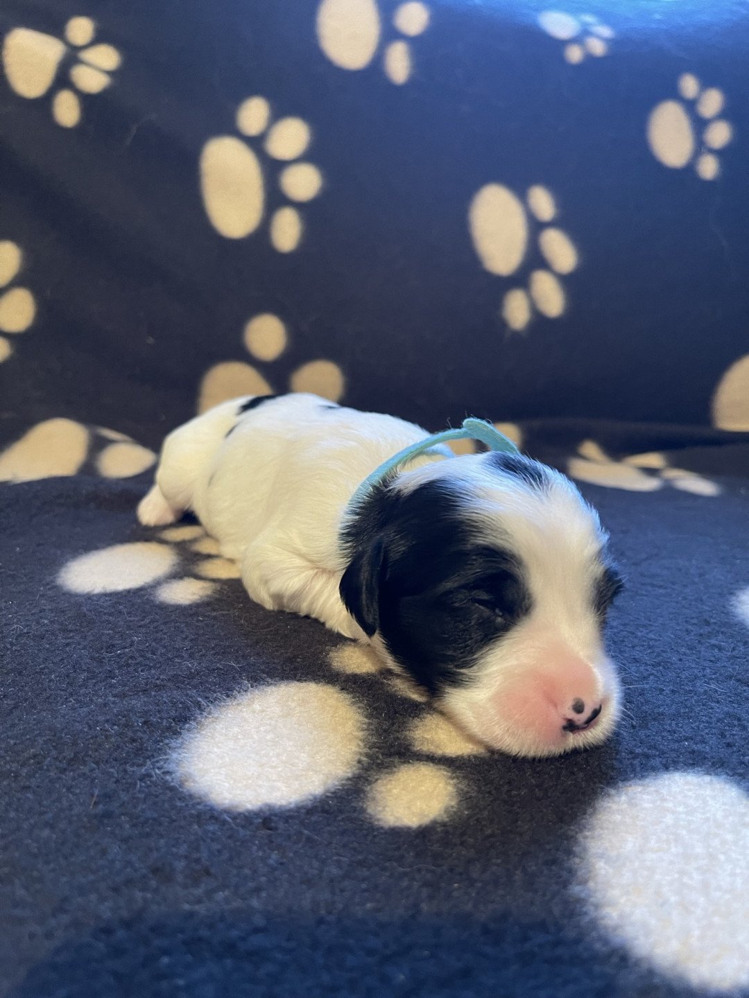 chiot Terrier tibetain Bleu Le Terrier Des Fripouilles