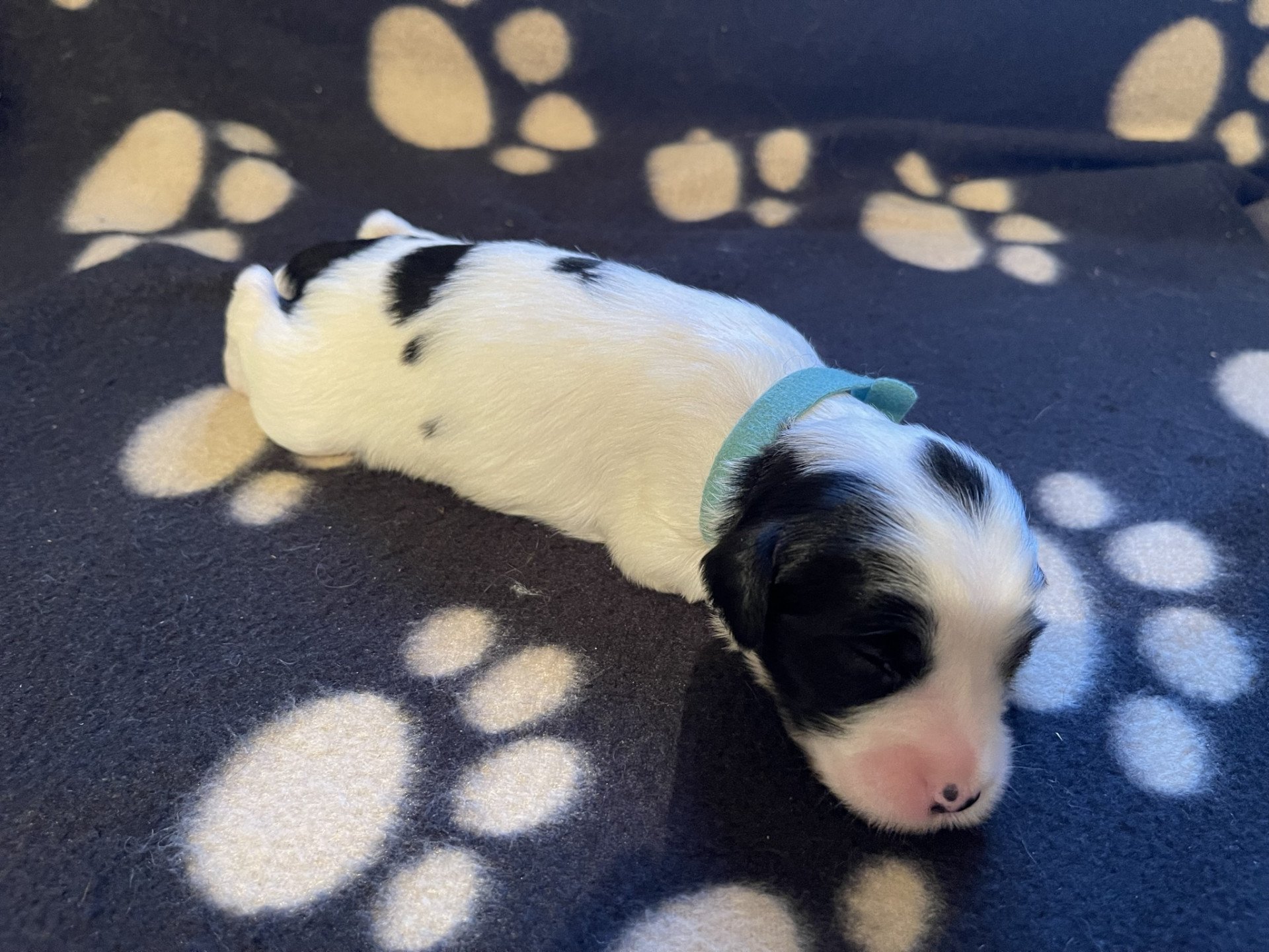 chiot Terrier tibetain Bleu Le Terrier Des Fripouilles
