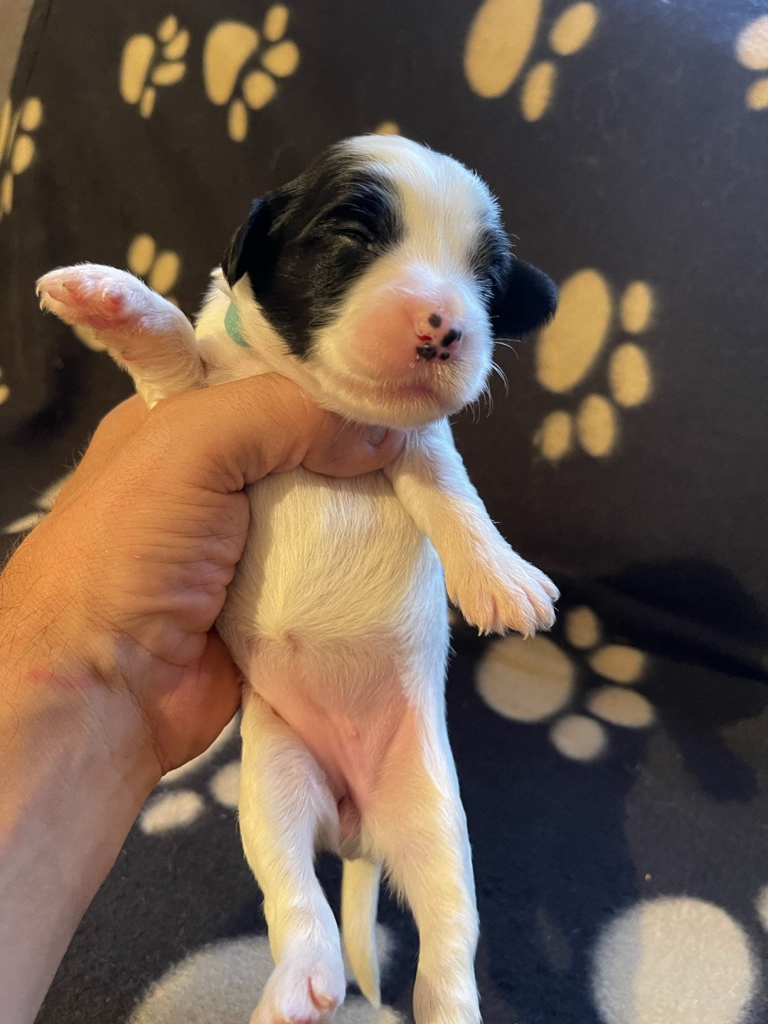 chiot Terrier tibetain Bleu Le Terrier Des Fripouilles