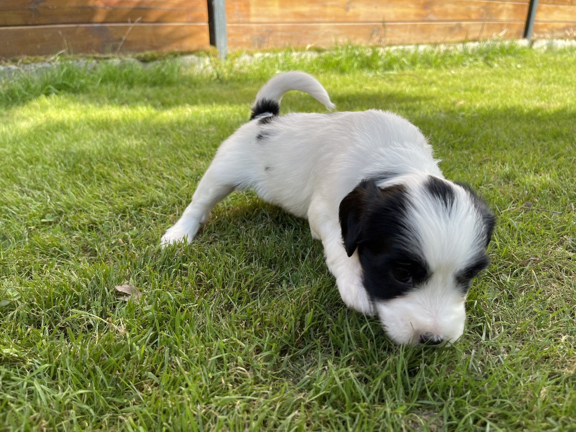 chiot Terrier tibetain Itsy-Daisy (Bleu) Le Terrier Des Fripouilles