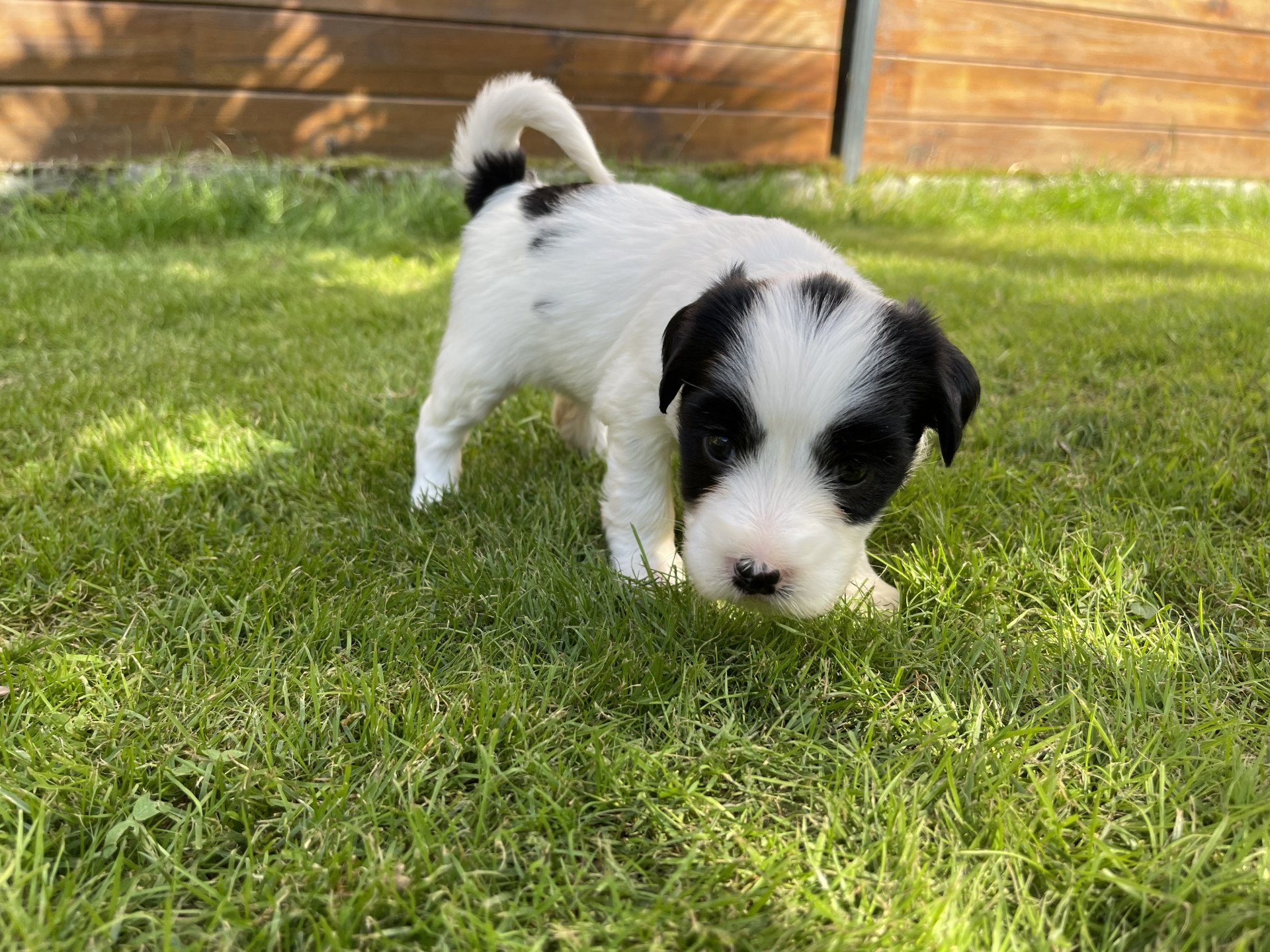 chiot Terrier tibetain Itsy-Daisy (Bleu) Le Terrier Des Fripouilles