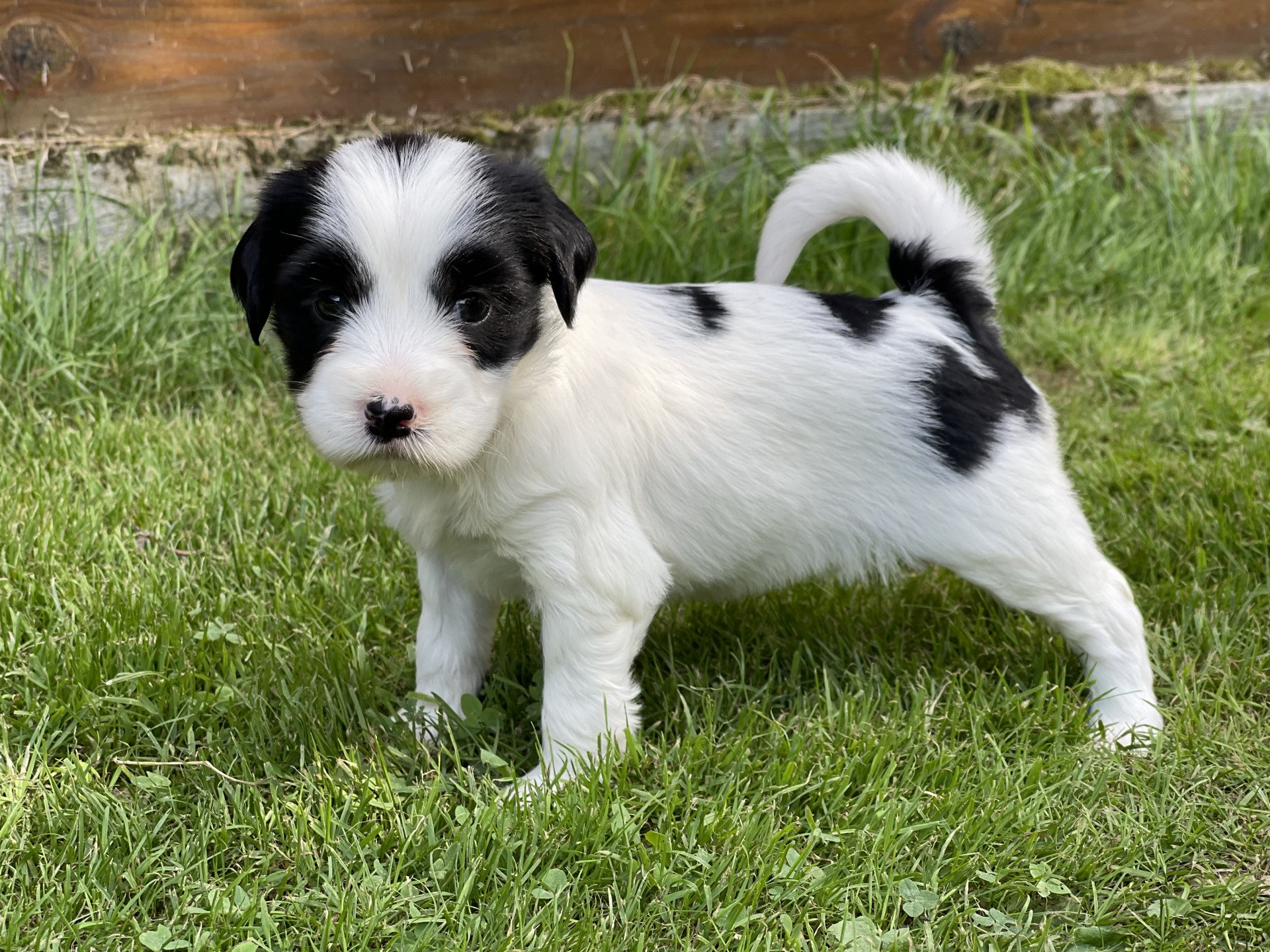 chiot Terrier tibetain Itsy-Daisy (Bleu) Le Terrier Des Fripouilles