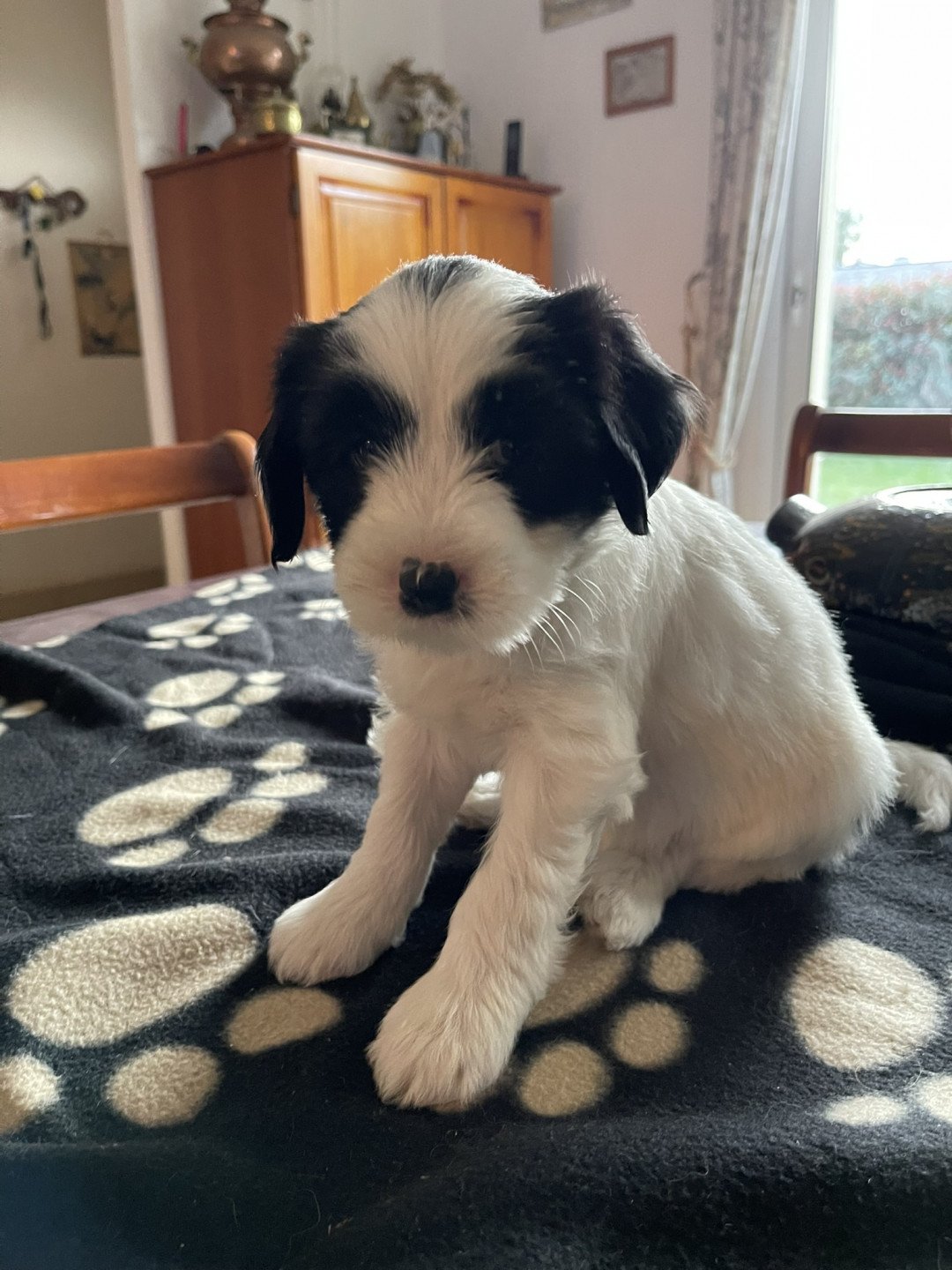 chiot Terrier tibetain Itsy-Daisy (Bleu) Le Terrier Des Fripouilles