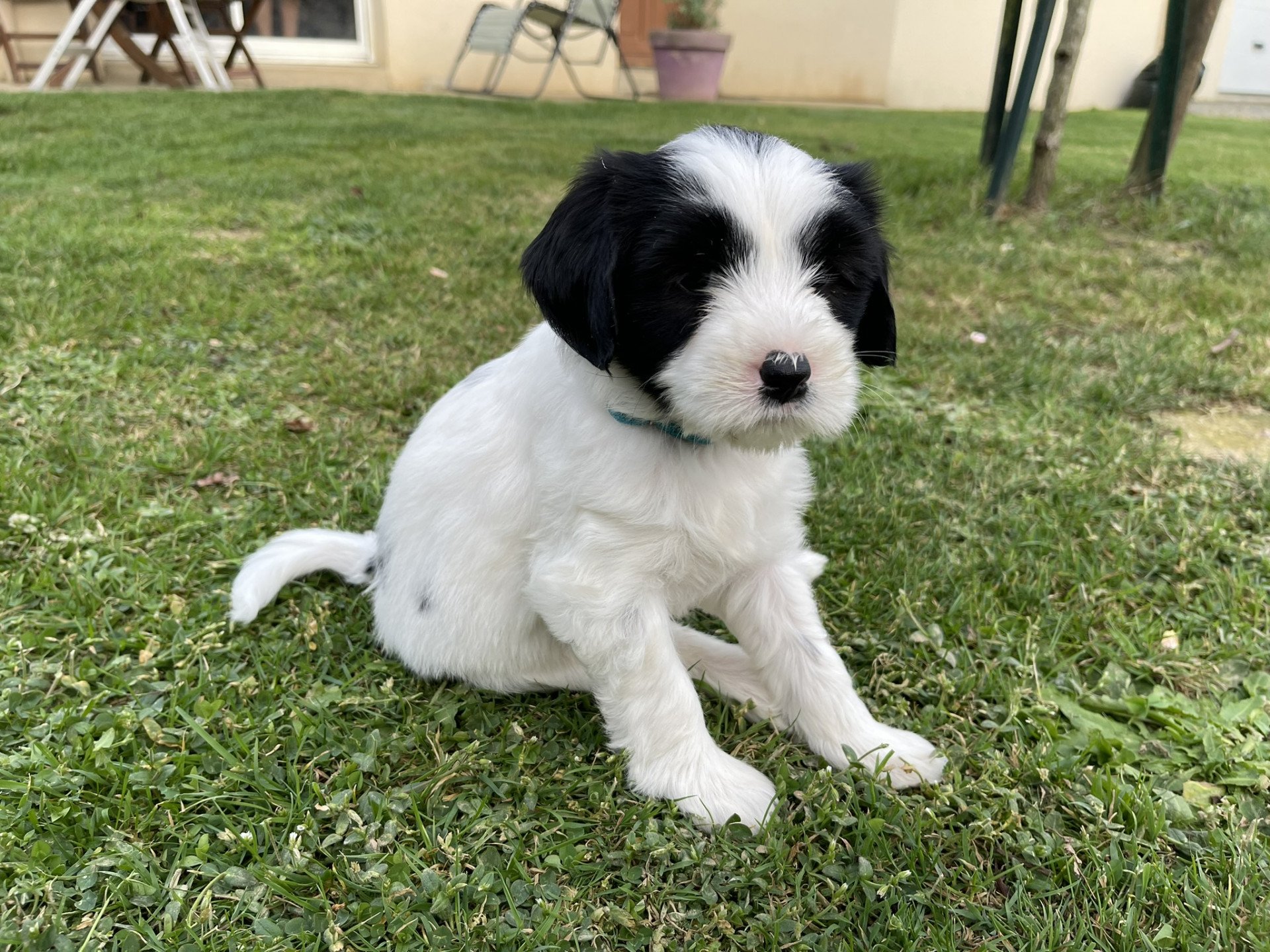 chiot Terrier tibetain Itsy-Daisy (Bleu) Le Terrier Des Fripouilles