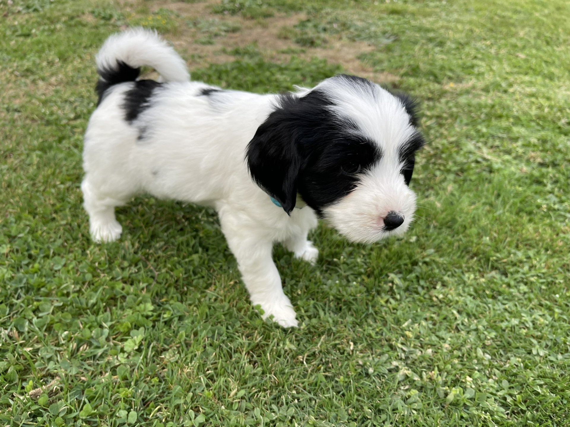 chiot Terrier tibetain Itsy-Daisy (Bleu) Le Terrier Des Fripouilles