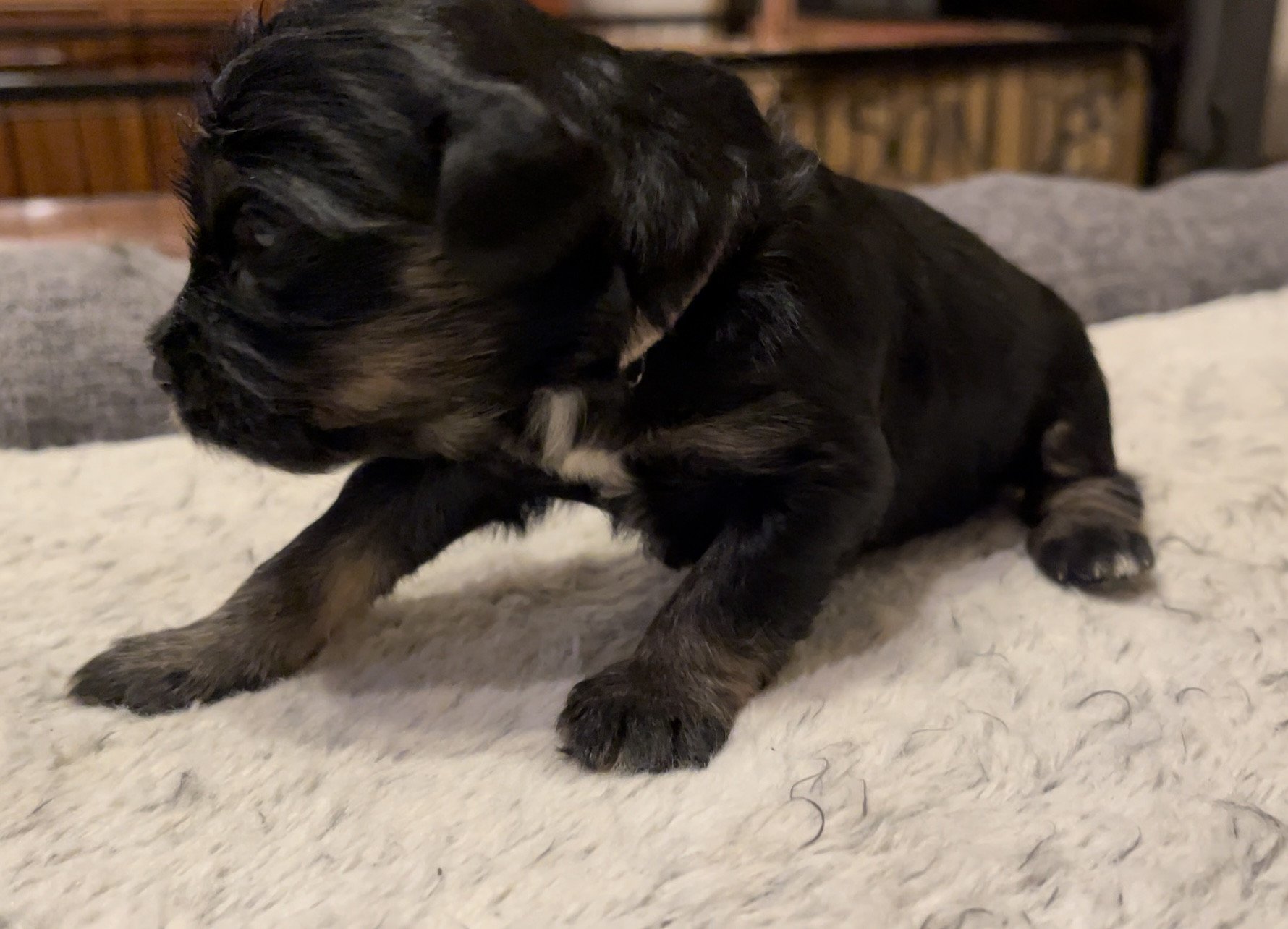 Portée Shirka Sisko 2024 Shirka Terrier tibetain Noi. Mar.Fau. Pan