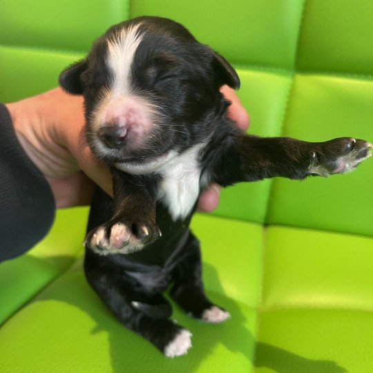 Filou Du Terrier Des Fripouilles Mâle Terrier tibetain