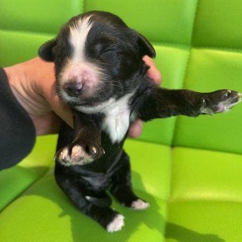 chiot Terrier tibetain Le Terrier Des Fripouilles