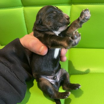 chiot Terrier tibetain Le Terrier Des Fripouilles