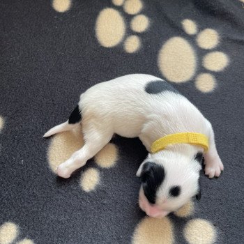 chiot Terrier tibetain Jaune Le Terrier Des Fripouilles