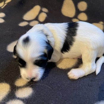 chiot Terrier tibetain Jaune Le Terrier Des Fripouilles