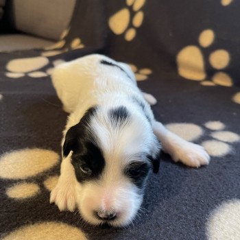 chiot Terrier tibetain Jaune Le Terrier Des Fripouilles