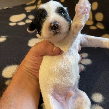 chiot Terrier tibetain Jaune Le Terrier Des Fripouilles