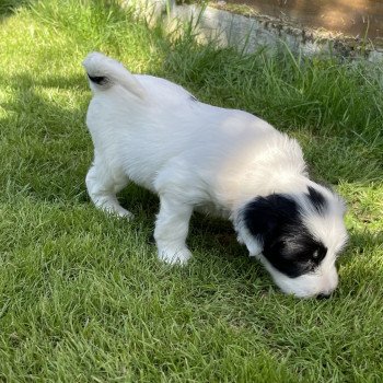 chiot Terrier tibetain Malo (Jaune) Le Terrier Des Fripouilles