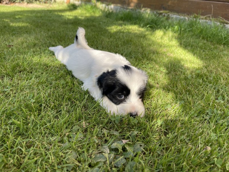 Malo (Jaune) Du Terrier Des Fripouilles Mâle Terrier tibetain