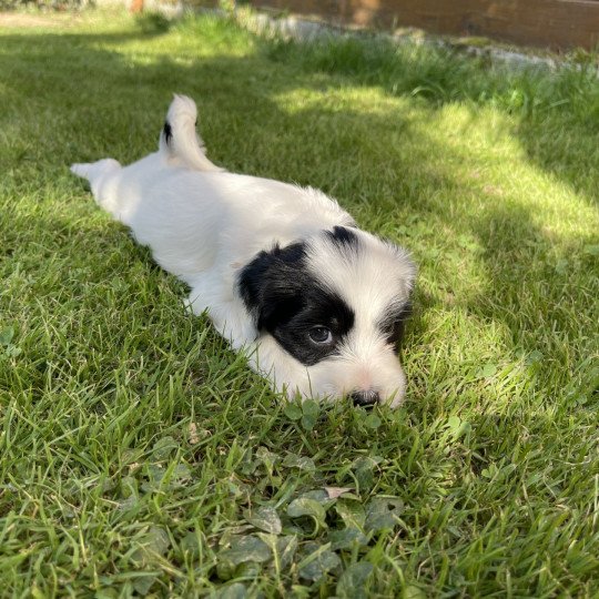 Malo (Jaune) Du Terrier Des Fripouilles Mâle Terrier tibetain