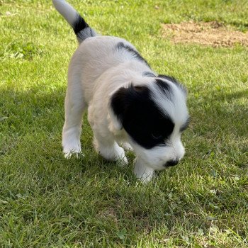 chiot Terrier tibetain Malo (Jaune) Le Terrier Des Fripouilles