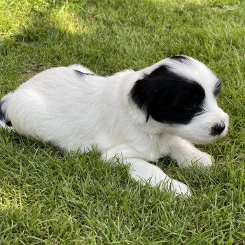 chiot Terrier tibetain Malo (Jaune) Le Terrier Des Fripouilles