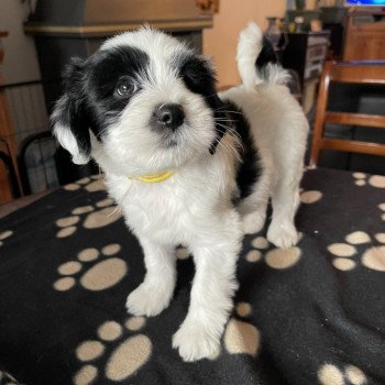 chiot Terrier tibetain Malo (Jaune) Le Terrier Des Fripouilles