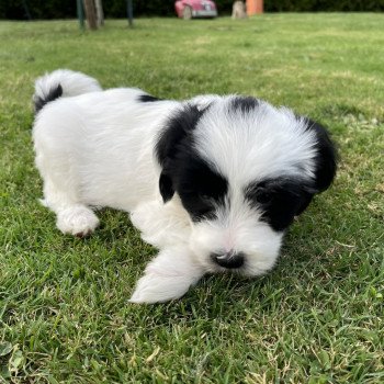 chiot Terrier tibetain Malo (Jaune) Le Terrier Des Fripouilles