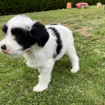 chiot Terrier tibetain Malo (Jaune) Le Terrier Des Fripouilles