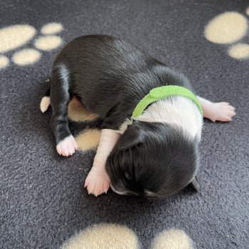 chiot Terrier tibetain Vert Le Terrier Des Fripouilles