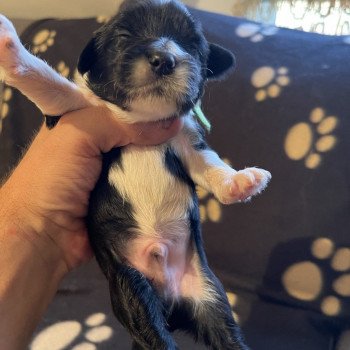 chiot Terrier tibetain Vert Le Terrier Des Fripouilles