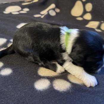 chiot Terrier tibetain Vert Le Terrier Des Fripouilles