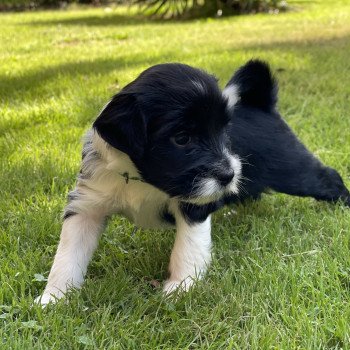 chiot Terrier tibetain Vert Le Terrier Des Fripouilles