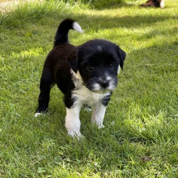 chiot Terrier tibetain Vert Le Terrier Des Fripouilles