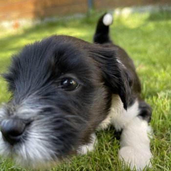 chiot Terrier tibetain Vert Le Terrier Des Fripouilles