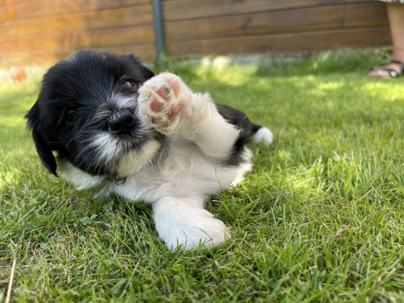 Ledd (Vert) Du Terrier Des Fripouilles Mâle Terrier tibetain