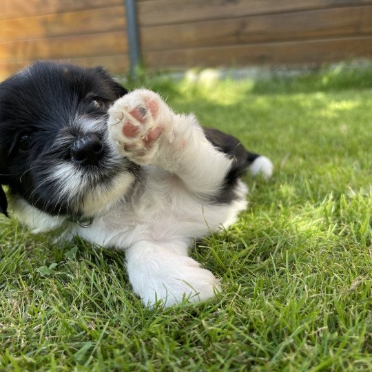 Ledd (Vert) Du Terrier Des Fripouilles Mâle Terrier tibetain