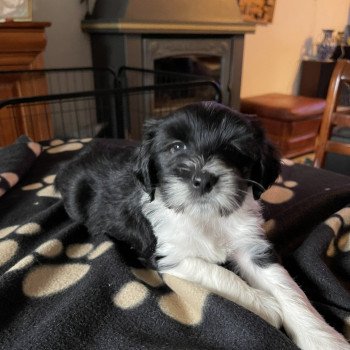 chiot Terrier tibetain Vert Le Terrier Des Fripouilles