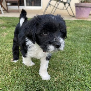 chiot Terrier tibetain Vert Le Terrier Des Fripouilles