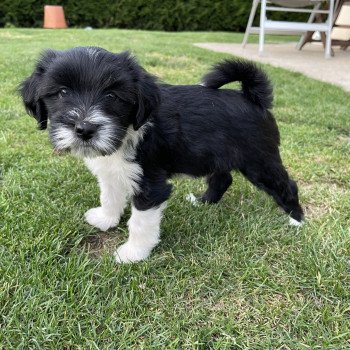 chiot Terrier tibetain Vert Le Terrier Des Fripouilles